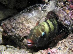 Let me sleep! I saw this parrotfish sleeping in it’s slee... by Tony Otion 